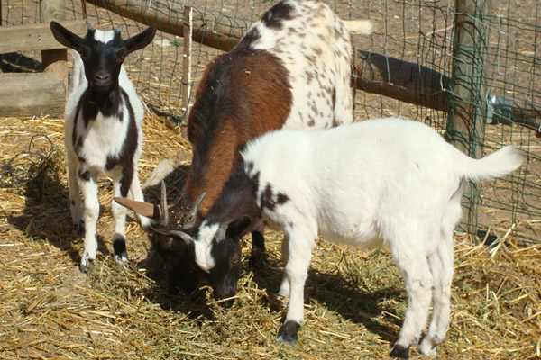 espectacles-amb-animals-02